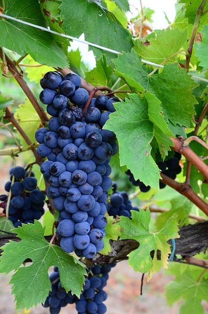 Vindruer til Brunello vin