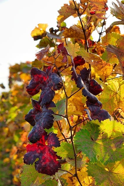 Vinmark