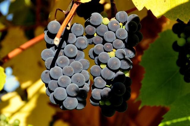 Nebbiolo vindruer