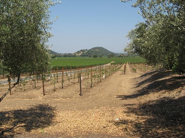 Vin fra USA
