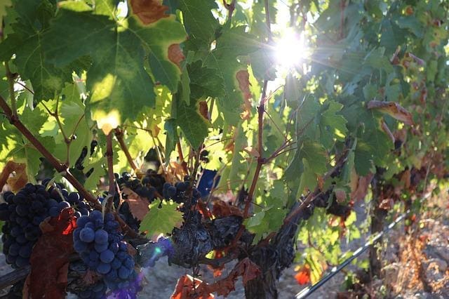 Syrah druer