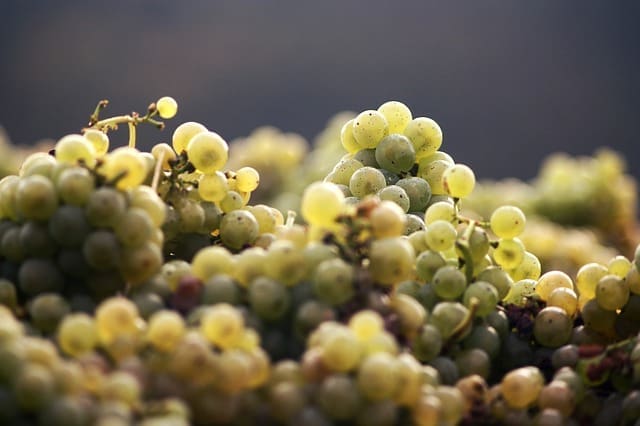 Trebbiano