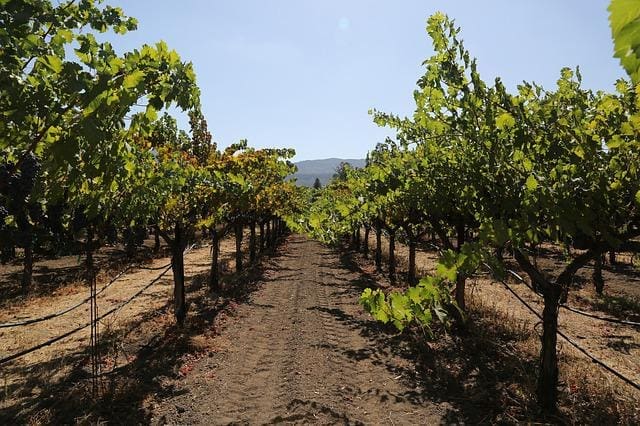Napa Valley