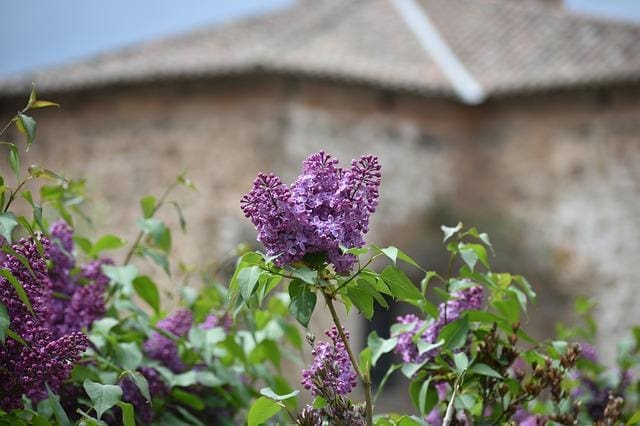 Blomster i den spanske region Rioja