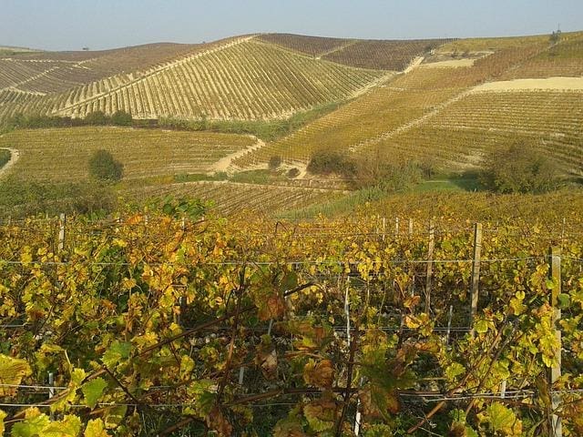 Vin fra Piemonte