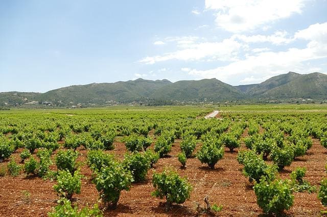 Trebbiano druer på marken