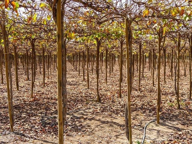 Vinstokke fra Peru