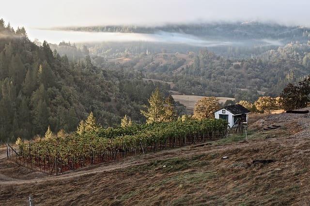 Vinmark i Sonoma