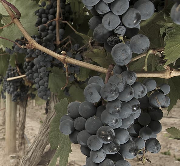 Vinmarkerne hos Bodega Sottano