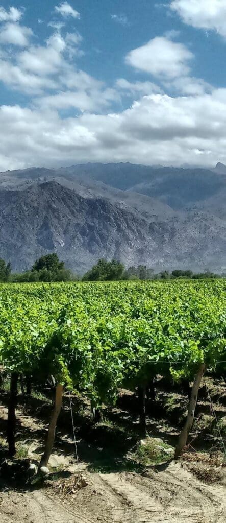 Argentinsk vine